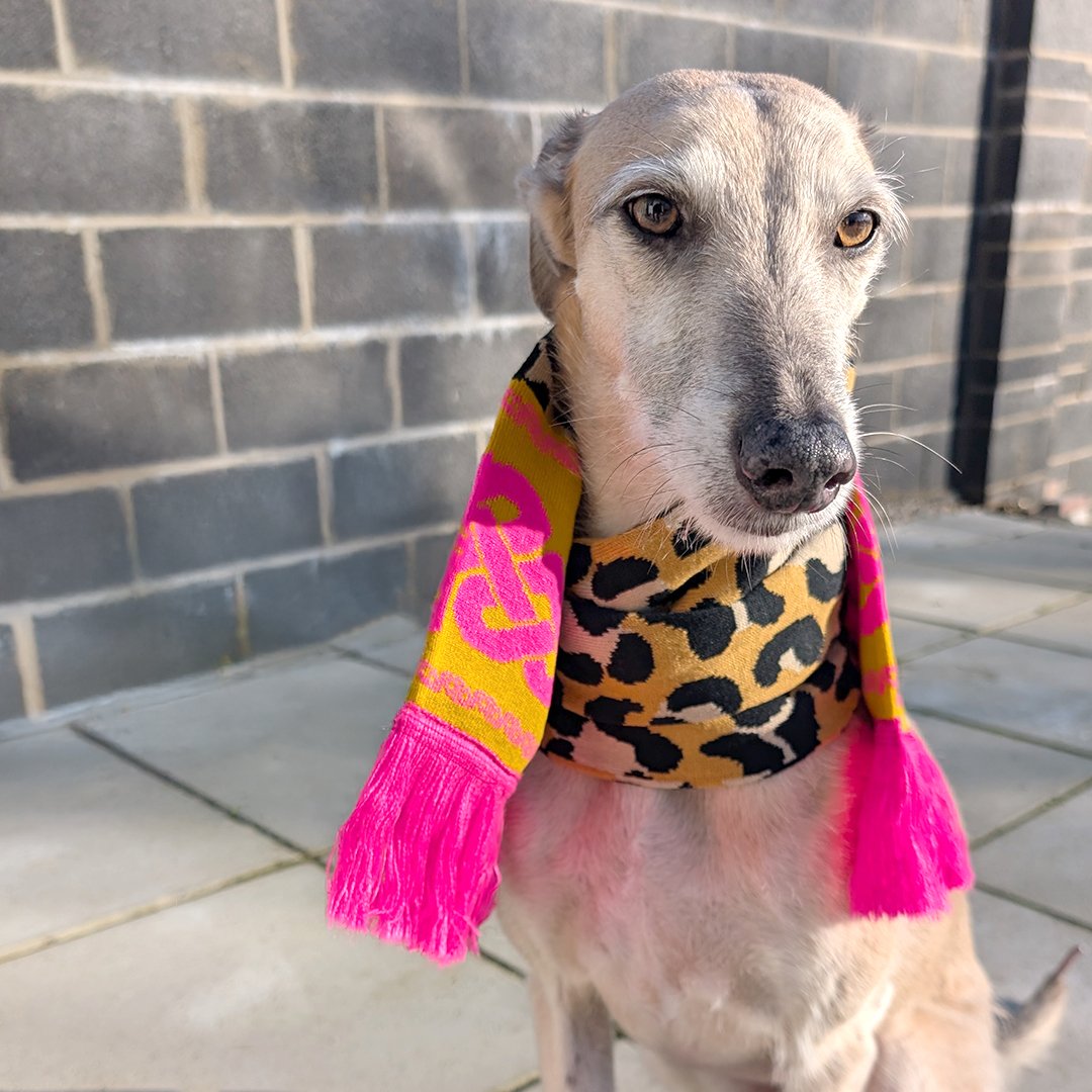 Dog wearing a colorful scarf with pink tassels and a leopard print pattern, sitting on a tiled floor against a brick wall.