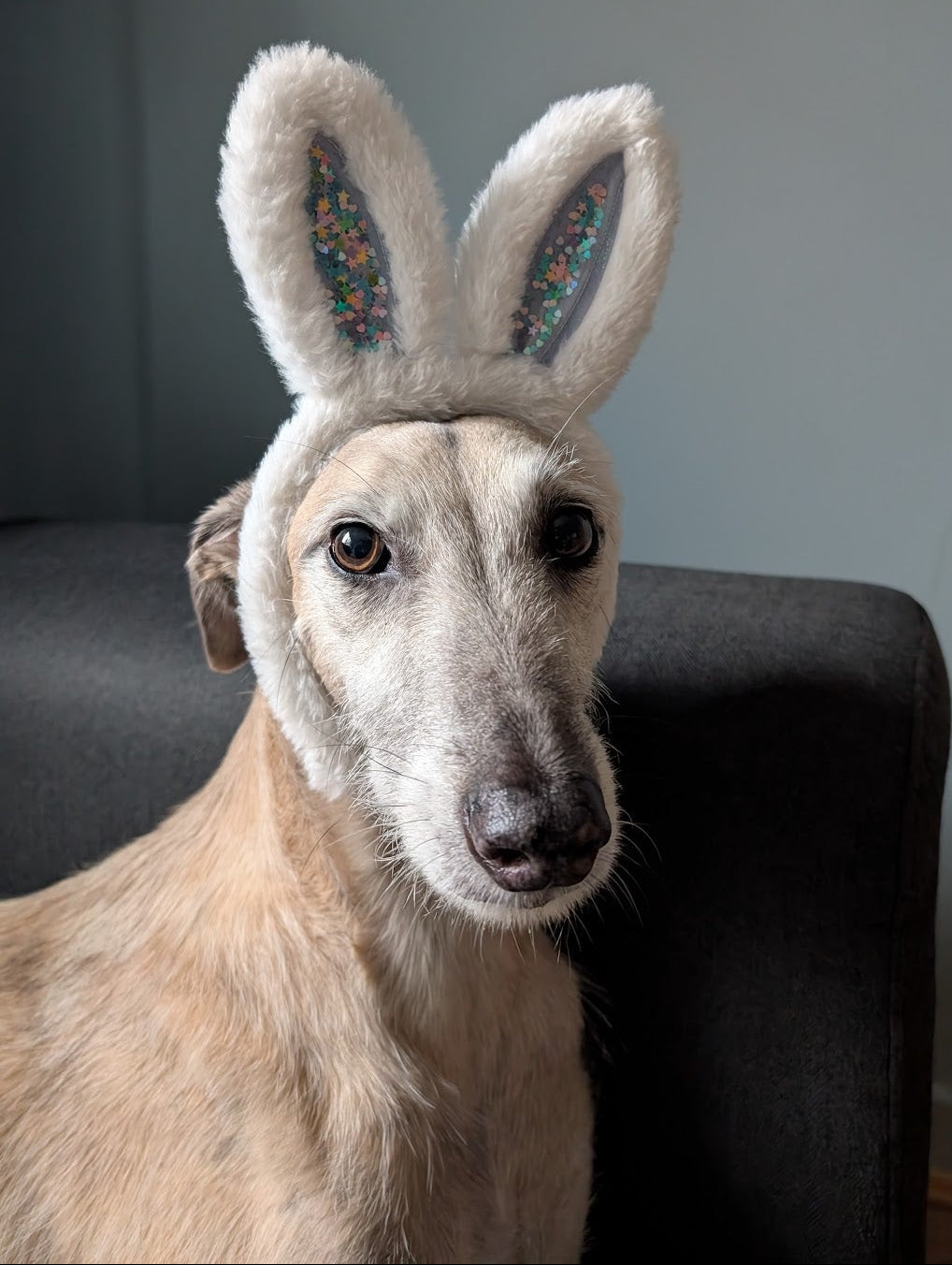 Jasper the Lurcher dog wearing some bunny ears